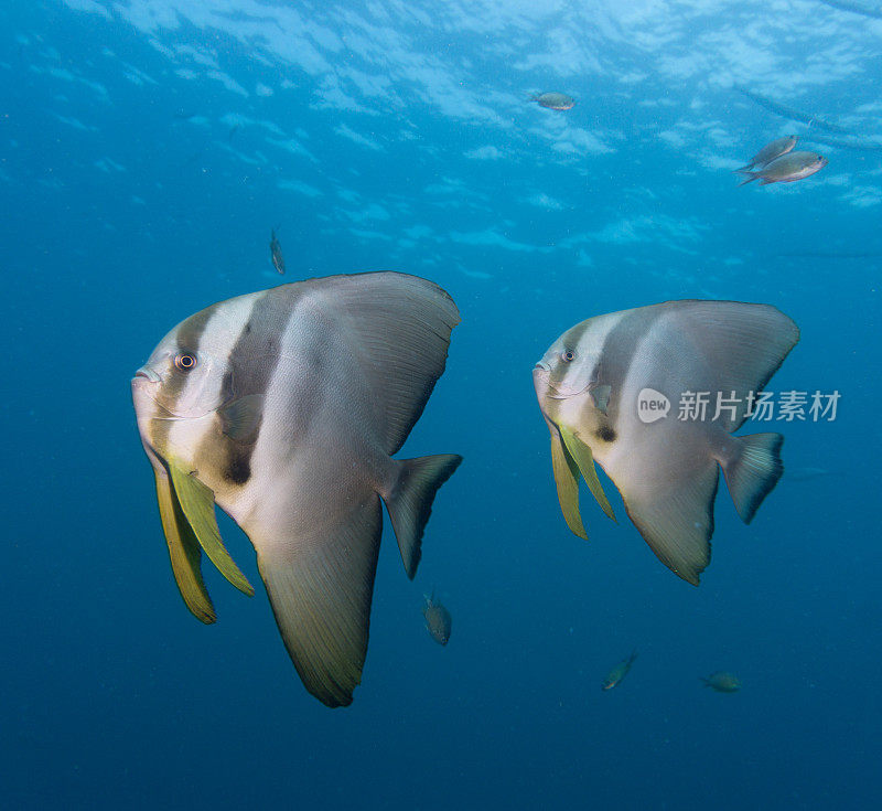 Tallfin蝙蝠鱼(Platax teira)又名长鳍铲鱼鱼群，披披，泰国